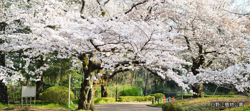 白野江植物公園